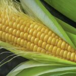 Product logo of Sweet Corn